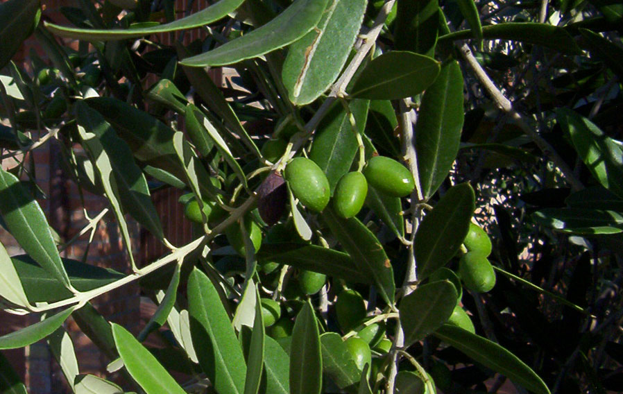 our olive trees at the beginning of summer