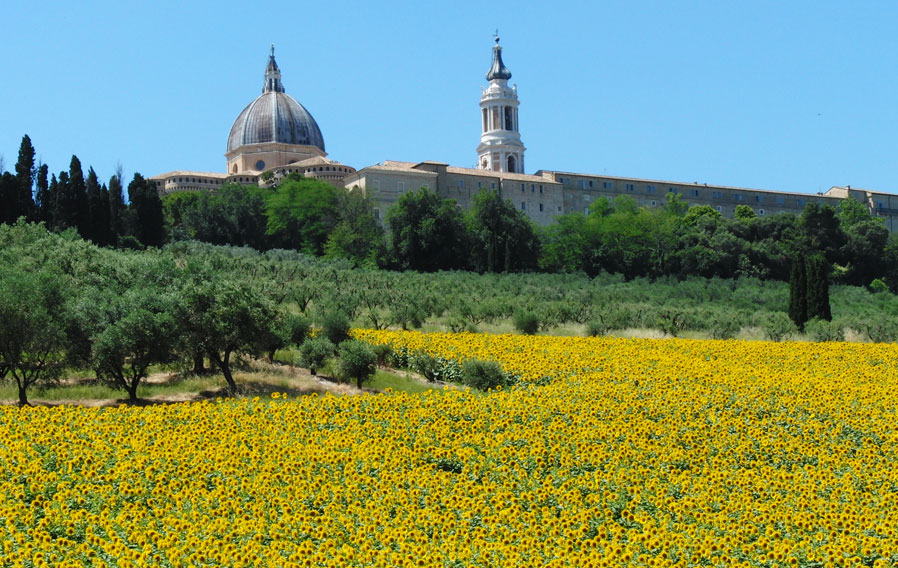 olive trees and sunflowers behind the Basilica of Loreto