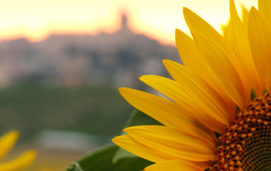 Basilica of Loreto and sunflowers