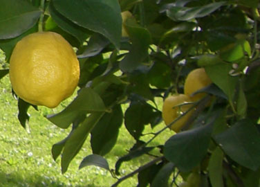 Citroner, oliventræer, vinstok og frugttræer i vores have