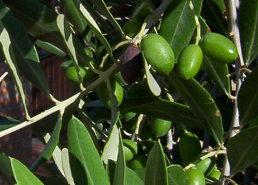 Vore oliven ved sommerens begyndelse