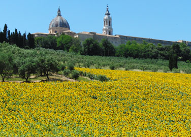 Olivenhaine und Sonnenblumen hinter der Basilika von Loreto
